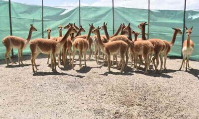 esquila de vicuñas