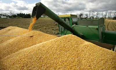 autorización del uso de la Soya Intacta