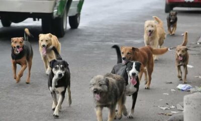 Alcaldía llevará a cabo dos días de esterilización