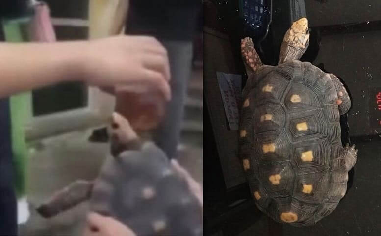 Maltrato animal