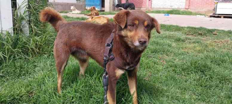 Rabìa canina