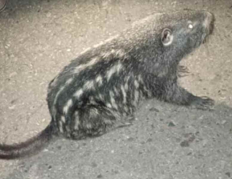 Animal silvestre