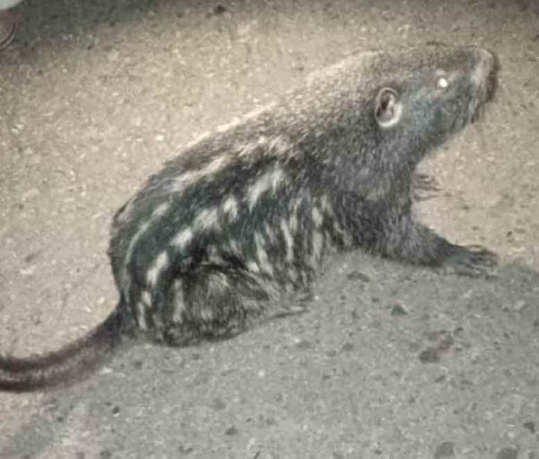 Animal silvestre
