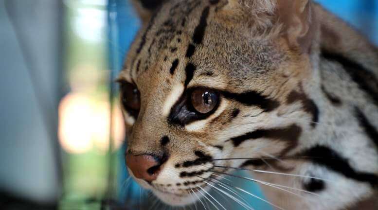 Animal silvestre