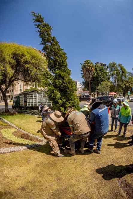 Reposición de arboles