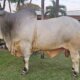 bovino más pesado de Expocruz 2025