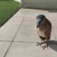 garza pico de bota