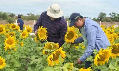 Producción del girasol