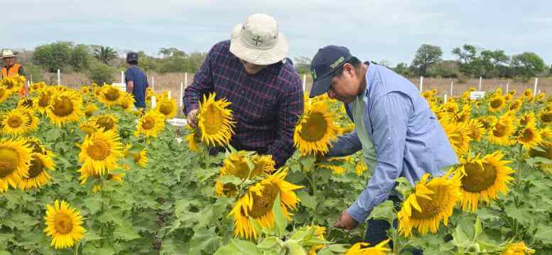 Producción del girasol