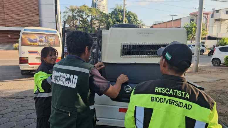 Rescatista de animales silvestres