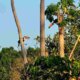 fauna silvestre